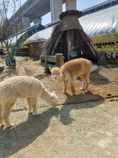 南怡岛与羊驼世界